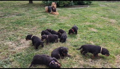 CHIOT 2