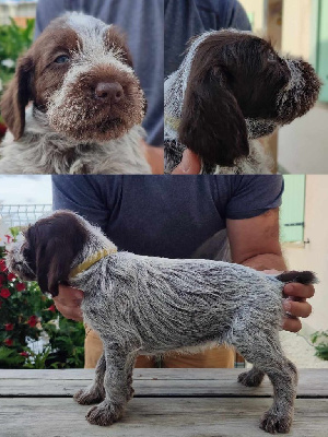 CHIOT
