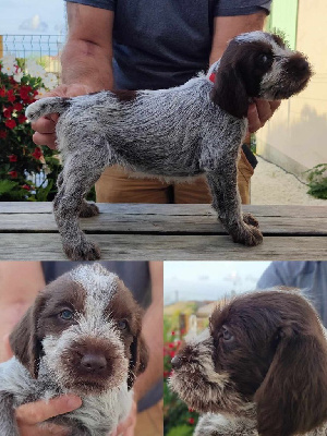 CHIOT