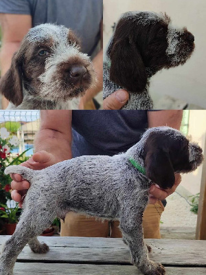 CHIOT