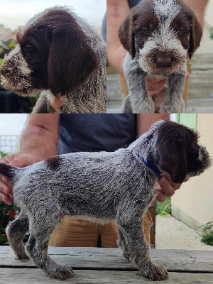 CHIOT