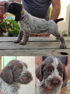 CHIOT