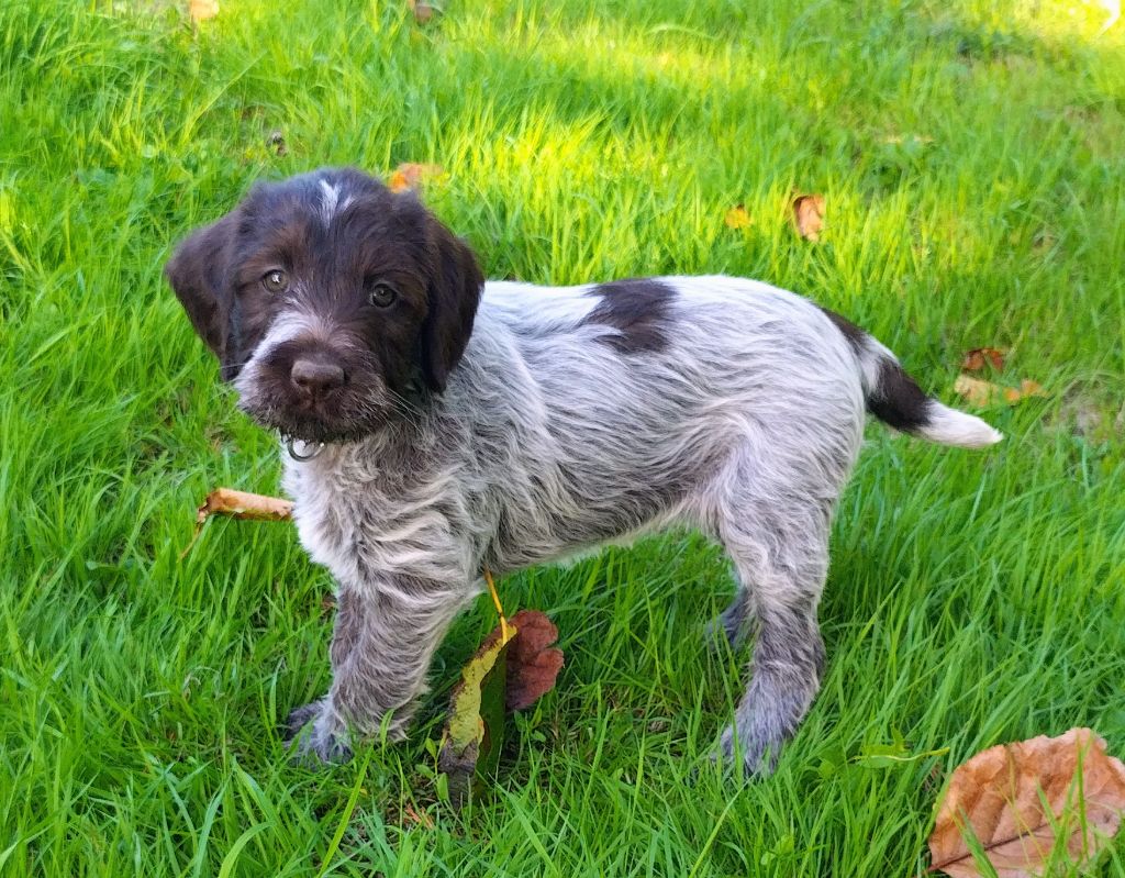 des Marais de Suire - Chiots disponibles - Griffon d'arrêt à poil dur Korthals